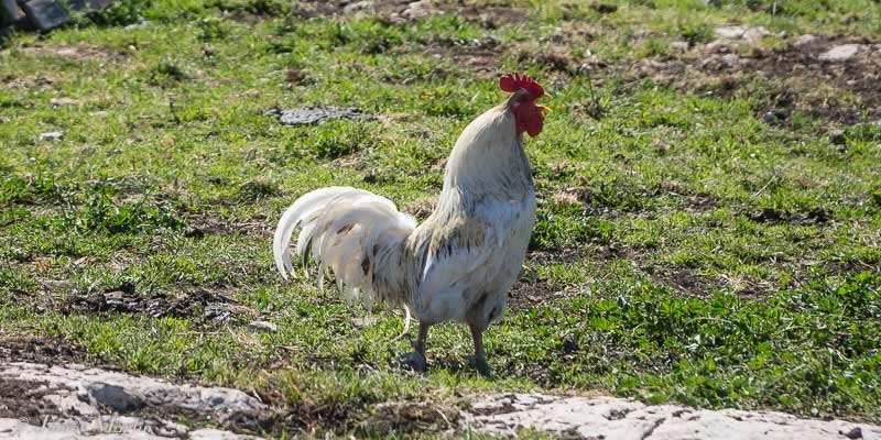 Italy - in out chicken road 2